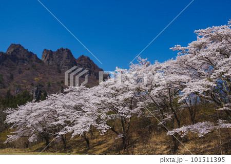 満開の桜と妙義山 101511395