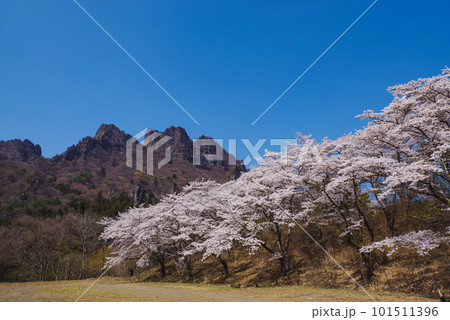 満開の桜と妙義山 101511396