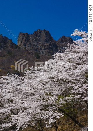 満開の桜と妙義山 101511403
