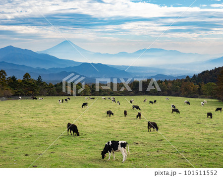 高原の牧場で放牧された牛と富士山の見える風景【山梨県立まきば公園】 101511552