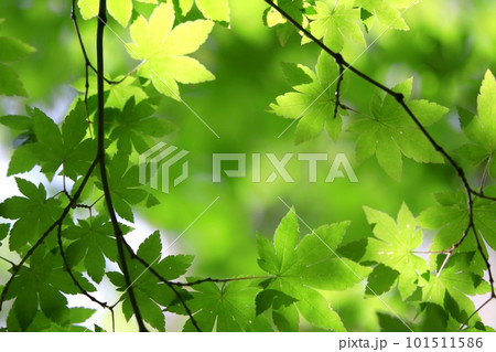 新緑 101511586
