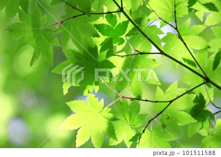 新緑 101511588