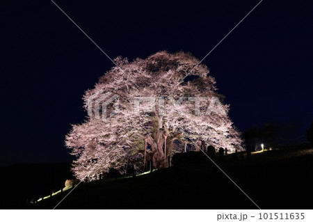 醍醐桜70 醍醐桜70 101511635