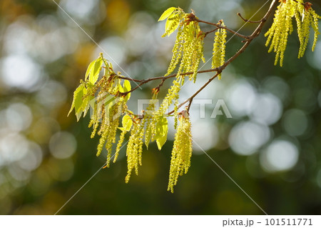 萌え出るコナラの若葉と花 101511771