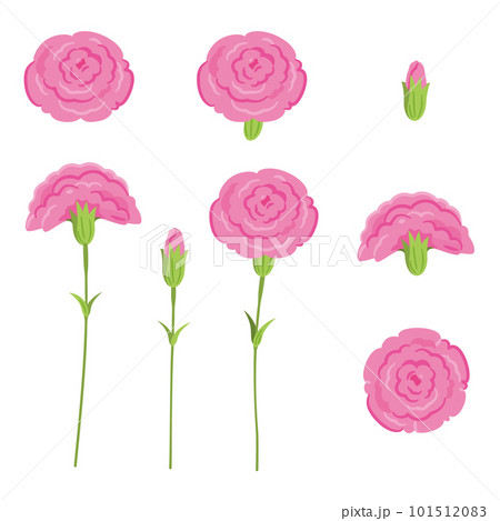 ピンク　カーネーション 101512083