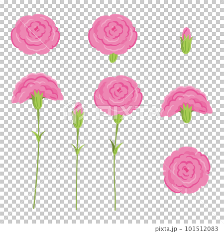 ピンク　カーネーション 101512083