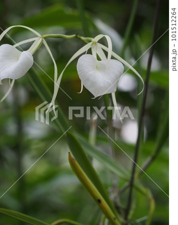 ブラッサボラ・ノドサ Brassavola nodosa ランの原種 ブラッサボラ・ノドサ Brassavola nodosa ランの原種 101512264