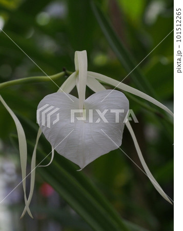 ブラッサボラ・ノドサ Brassavola nodosa ランの原種 ブラッサボラ・ノドサ Brassavola nodosa ランの原種 101512265
