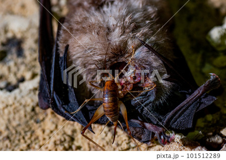 コウモリを食べるカマドウマ 101512289