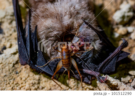 コウモリを食べるカマドウマ 101512290