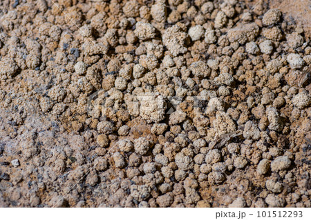 鍾乳石の一つであるピソライト 101512293