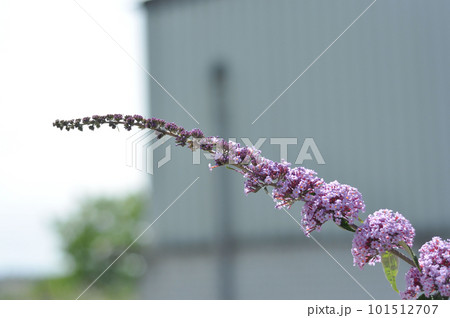 Closeup of blooming purple Buddlea, butterfly bush in Essen, Germany 101512707