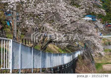 サクラのトンネル　道志村の春　桜並木 101512740