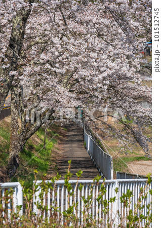 サクラのトンネル 道志村の春 桜並木 サクラのトンネル 道志村の春 桜並木 101512745