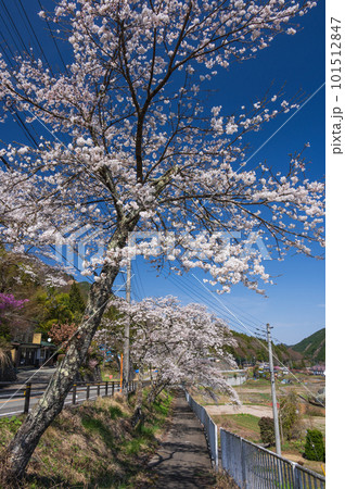 桜咲く中道　道志村の春景色 101512847