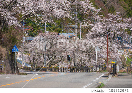サクラが並ぶ道 道志村 サクラが並ぶ道 道志村 101512971