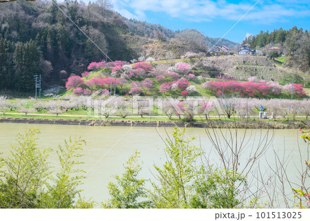 琅鶴湖と対岸のろうかく梅園【春】 琅鶴湖と対岸のろうかく梅園【春】 101513025