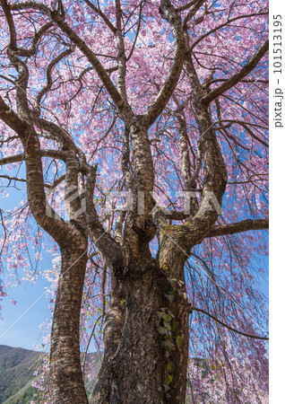 優美な枝垂れ桜　青根 101513195