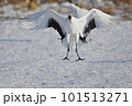 翼を広げて着陸するタンチョウ（北海道・鶴居） 101513271