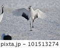 翼を広げて着陸するタンチョウ（北海道・鶴居） 101513274