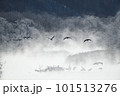 樹氷に囲まれたねぐらから飛び立つタンチョウの群れ（北海道・鶴居） 101513276