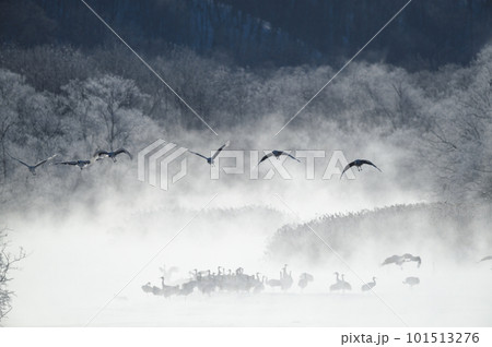 樹氷に囲まれたねぐらから飛び立つタンチョウの群れ（北海道・鶴居） 101513276