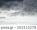 樹氷に囲まれたねぐらから飛び立つタンチョウの群れ（北海道・鶴居） 101513278