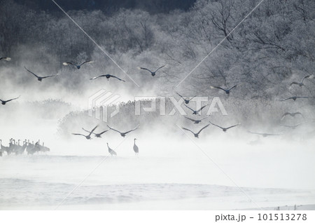 樹氷に囲まれたねぐらから飛び立つタンチョウの群れ（北海道・鶴居） 101513278