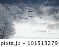 樹氷に囲まれたねぐらから飛び立つタンチョウの群れ（北海道・鶴居） 101513279