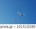 青空を飛ぶ二羽のタンチョウ（北海道・鶴居） 101513280