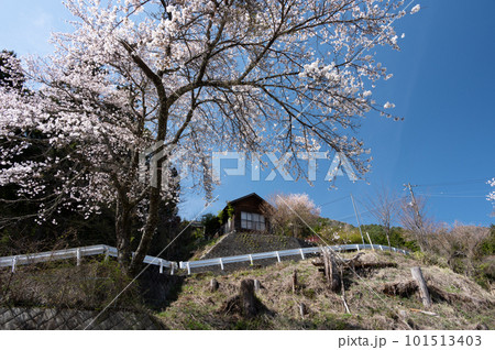 桜咲く道志村の春景色 桜咲く道志村の春景色 101513403