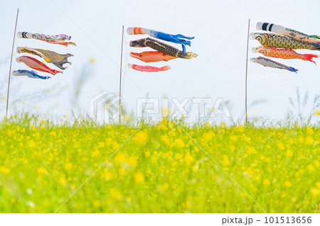 フローラルガーデンよさみ、こいのぼりと満開の菜の花〈愛知県刈谷市〉 101513656
