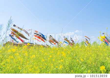フローラルガーデンよさみ、こいのぼりと満開の菜の花〈愛知県刈谷市〉 101513659