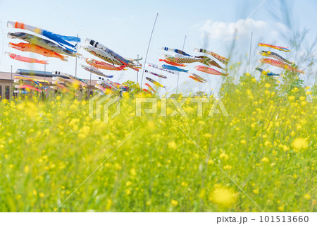 フローラルガーデンよさみ、こいのぼりと満開の菜の花〈愛知県刈谷市〉 101513660