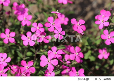 春の庭に咲くピンク色のシレネ・ピンクパンサーの花 春の庭に咲くピンク色のシレネ・ピンクパンサーの花 101513800