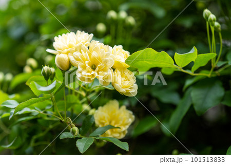 開花したモッコウバラの花 開花したモッコウバラの花 101513833
