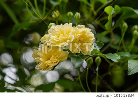 開花したモッコウバラの花 開花したモッコウバラの花 101513834