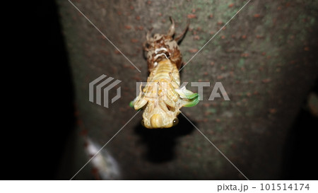 セミの羽化 セミの羽化 101514174