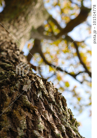 木を見上げる1 木を見上げる1 101514778
