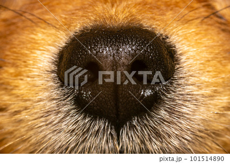 Closeup photo of texture on a dog's nose 101514890