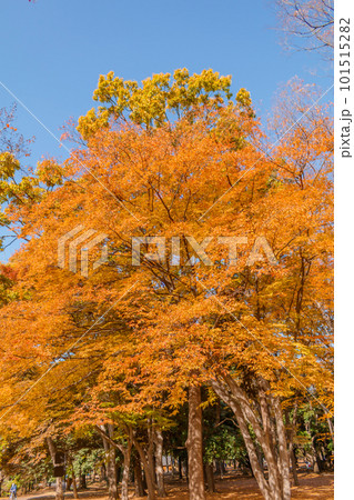 【東京の都市風景】代々木公園の紅葉 【東京の都市風景】代々木公園の紅葉 101515282
