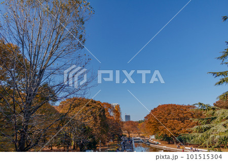 【東京の都市風景】秋の代々木公園（ケヤキ並木） 101515304
