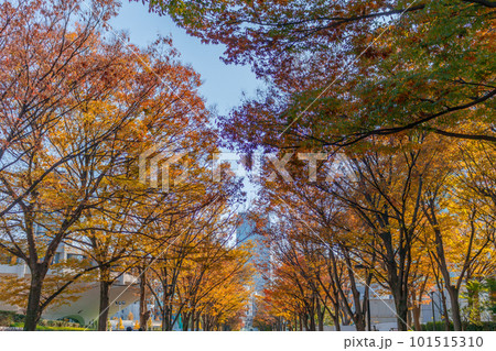 【東京の都市風景】秋の代々木公園(ケヤキ並木) 【東京の都市風景】秋の代々木公園(ケヤキ並木) 101515310