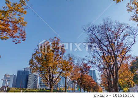 【東京の都市風景】秋の代々木公園(ケヤキ並木) 【東京の都市風景】秋の代々木公園(ケヤキ並木) 101515316