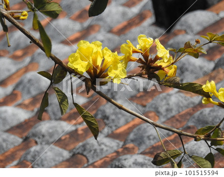 イッペーの花 (Okinawa) 101515594