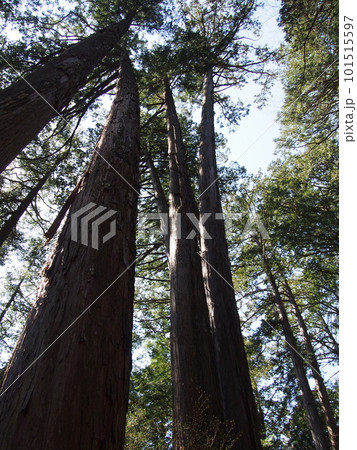 そびえ立つ木 101515597