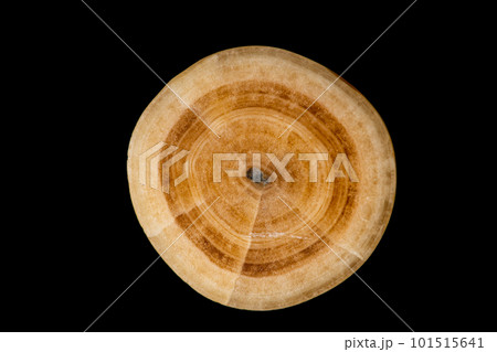 ケイブ・パールの断面 101515641