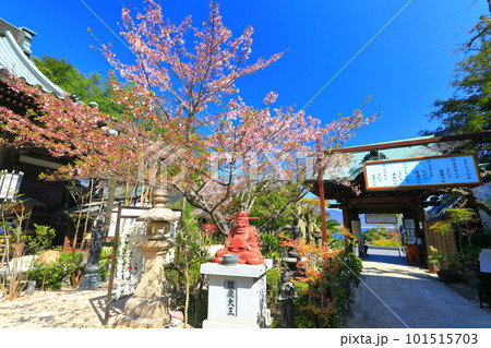 【広島県】晴天の大聖院の桜(宮島) 【広島県】晴天の大聖院の桜(宮島) 101515703