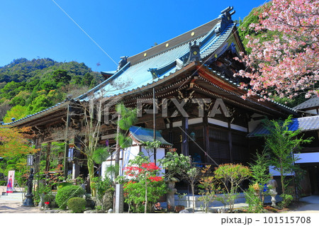 【広島県】晴天の大聖院の観音堂と桜（宮島） 101515708