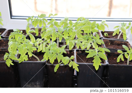 seedlings of tomatoes in black containers 101516059